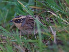 Siberian-Accentor-1-Jimmy-Steele-gallery Siberian-Accentor-1-Jimmy-Steele-gallery