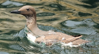 Guillemot-1-AB-06-14