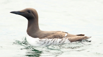 Guillemot-3-AB-06-14 Guillemot-3-AB-06-14