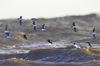 Little-Auk-2-Jimmy-Steele-gallery Little-Auk-2-Jimmy-Steele-gallery