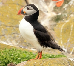 Puffin-7-AB-06-14
