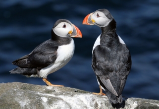puffins2