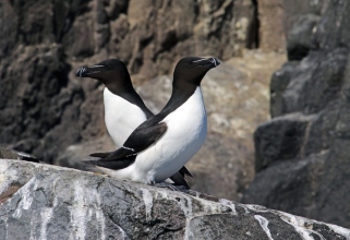 razorbills