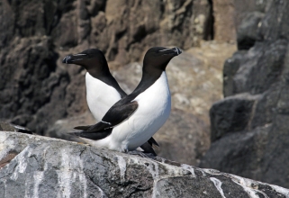 razorbills razorbills