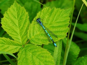 Azure-Damselfly-Roger-Foster-gallery