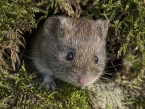 Bank-Vole-Derek-Bilton