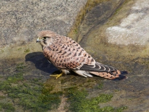 Kestrel-1-Roger-Foster-gallery Kestrel-1-Roger-Foster-gallery