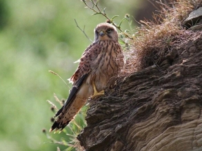 Kestrel-2-Roger-Foster-gallery