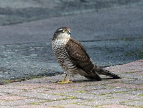 sparrowhawk