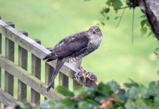 sparrowhawk