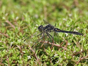 Black Darter Banks