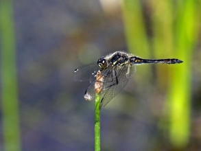 Black Darter Banks2