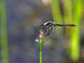 Black Darter Banks2 Black Darter Banks2