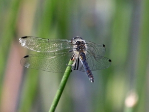 Black Darter Banks3 Black Darter Banks3