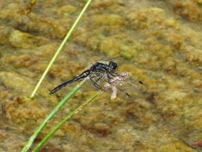 Black Darter Male Black Darter Male