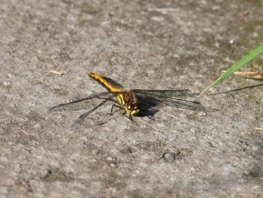 black darter ( female) black darter ( female)