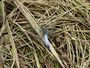 Black-tailed-Skimmer-Roger-Foster-gallery