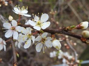 Blackthorn-1_edited-1