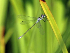 Blue Tailed Damselfly violet form B