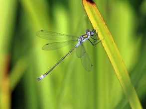 Blue Tailed Damselfly violet form B Blue Tailed Damselfly violet form B