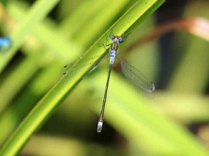 Blue Tailed Damselfly violet form Blue Tailed Damselfly violet form