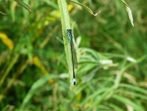 Blue-tailed-Damselfly-Roger-Foster-gallery