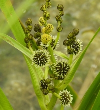 Branched Bur-weed_edited-1