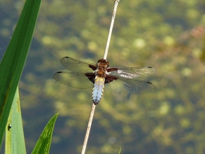 Broad-bodied Chaser-2-Roger-Foster-gallery Broad-bodied Chaser-2-Roger-Foster-gallery