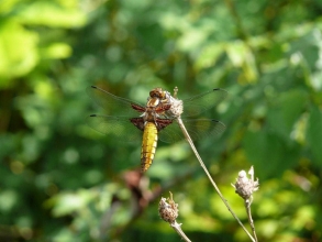 Broad-bodied Chaser-Roger-Foster-gallery Broad-bodied Chaser-Roger-Foster-gallery