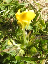 Bulbous Buttercup_edited-1