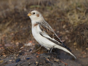 CBarlow Snow Bunting Church Point