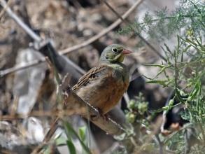 Ortolan Bunting