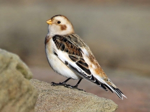 Snow-Bunting-12-Hector-Galley-Nov-17
