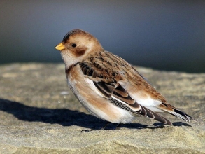 Snow-Bunting-14-Hector-Galley-Nov-17
