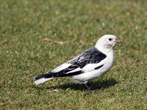 Snow-Bunting-Hector-Galley-1