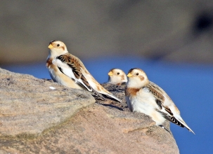 Snow-Buntings-Hector-Galley-2