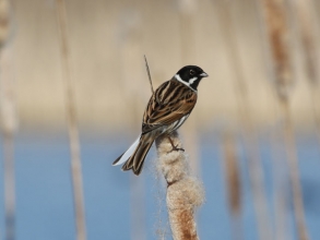 reed bunting road pool