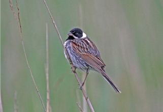 reed bunting