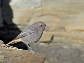 Black redstart Sandy Bay_edited-1 Black redstart Sandy Bay_edited-1