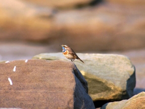 Bluethroat-1-Jimmy-Steele-Gallery Bluethroat-1-Jimmy-Steele-Gallery