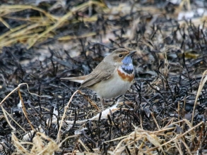 Bluethroat c Church point