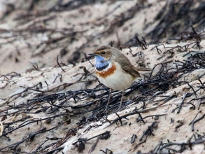 Bluethroat d church point