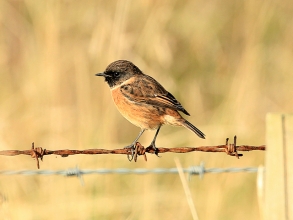 Stonechat-1-Paul-Buskin-St-Marys-Sept-17-gallery