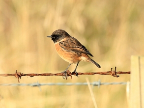 Stonechat-1-Paul-Buskin-St-Marys-Sept-17-gallery Stonechat-1-Paul-Buskin-St-Marys-Sept-17-gallery