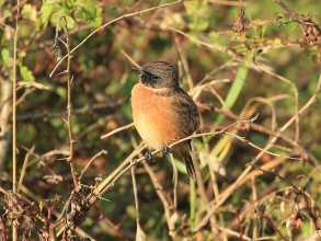 Stonechat-2-Paul-Buskin-St-Marys-Sept-17-gallery