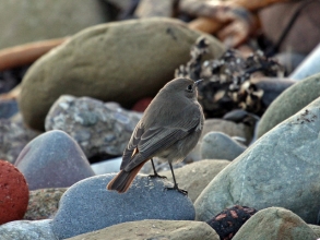 black redstart black redstart