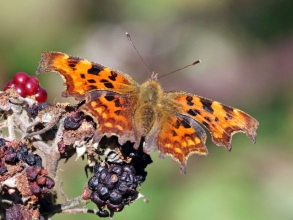 comma2