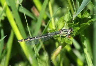 Common Blue Damselfly Female