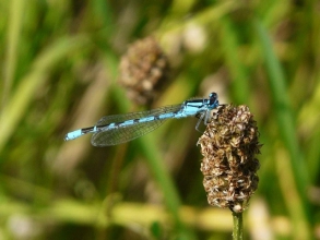 Common-Blue-Damselfly-Roger-Foster-gallery