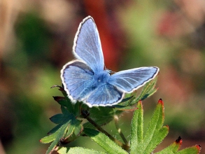 Common-Blue-Hector-Galley-1